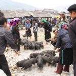Lợn Mường cắp nách, đặc sản tour du lịch Tây Bắc