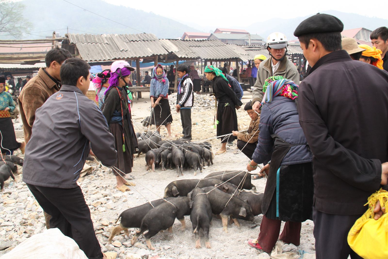 Lợn Mường cắp nách, đặc sản tour du lịch Tây Bắc