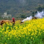 Tour du lịch Hà Giang 4 ngày Đồng Văn – Lũng Cú – Mèo Vạc