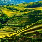 Tour Tú Lệ – Mù Căng Chải – Suối Giàng 3 ngày ngắm mùa lúa chín