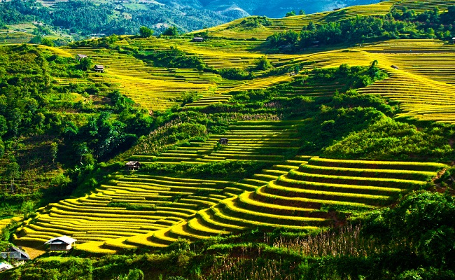Tour Tú Lệ – Mù Căng Chải – Suối Giàng 3 ngày ngắm mùa lúa chín