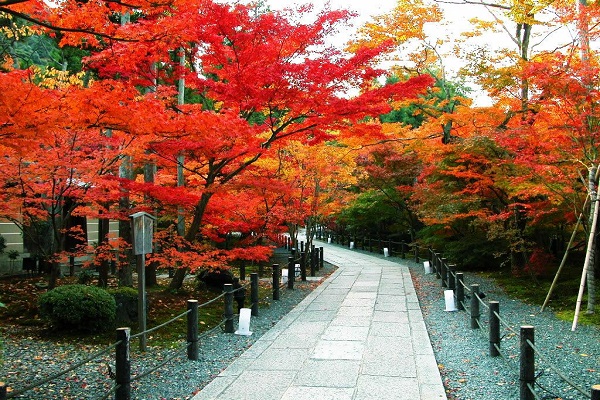 Tour Nhật Bản 4 ngày Tokyo- Núi Phú Sĩ – Yokohama-Free shopping
